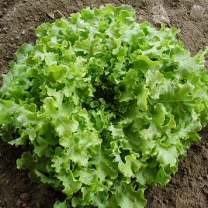 Lettuce, Green Salad Bowl