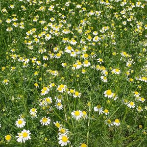 Chamomile, German