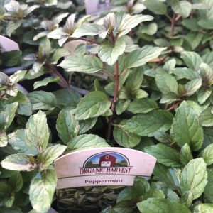 Mint, Peppermint