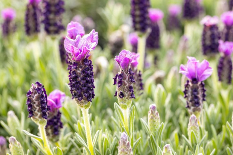 Lavender, Spanish