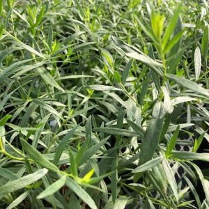 Tarragon, French