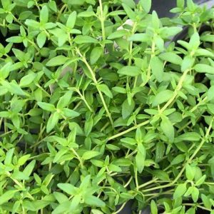 Thyme, English