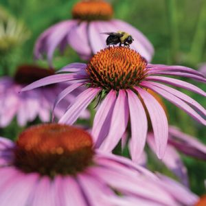 Echinacea, Purple Coneflower
