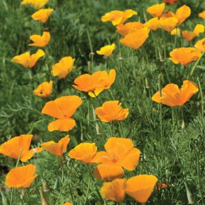 Poppy, California