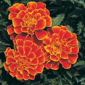 Marigold, Queen Sophia