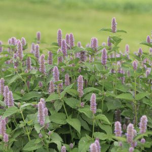 Hyssop, Anise