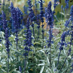 Salvia, Victoria Blue