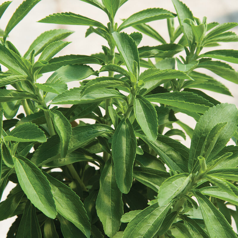 Stevia, Candy