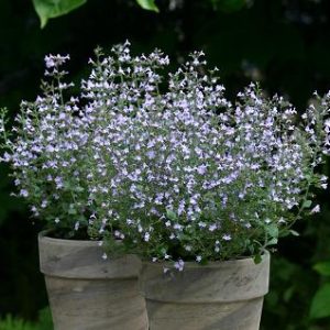 Nepeta, Blue Wonder