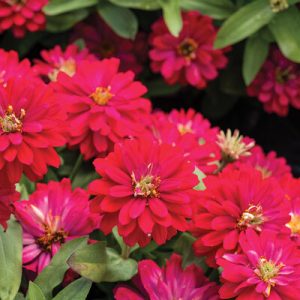 Zinnia, Zahara Double Cherry