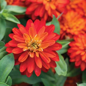 Zinnia, Zahara Double Fire