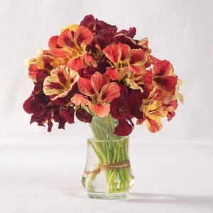 Nasturtium, Bloody Mary