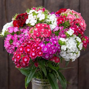 Dianthus, Volcano Mix