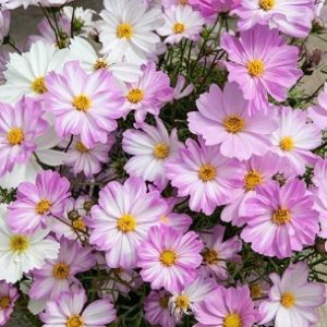 Cosmos, Lovesong