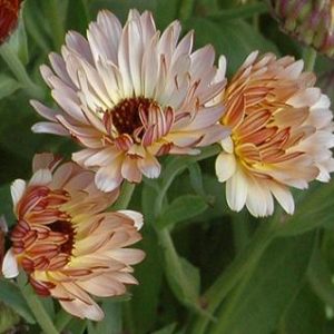 Calendula, Strawberry Blonde