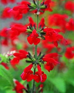 Salvia, Lady In Red