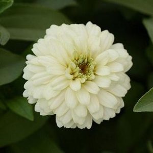 Zinnia, Zahara Double White