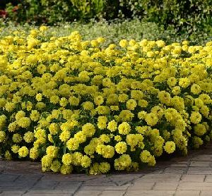 Zinnia, Zahara Double Yellow