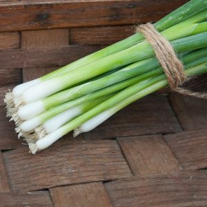 Onion, Green Bunching
