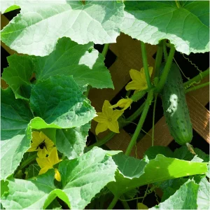 Cucumber, Spacemaster