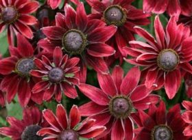 Rudbeckia