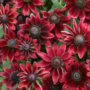 Rudbeckia, Cherry Brandy