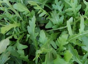Arugula