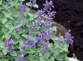 Nepeta
