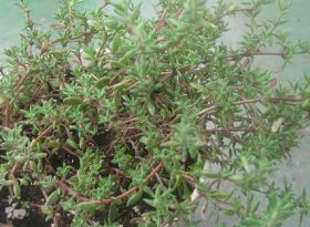 Thyme