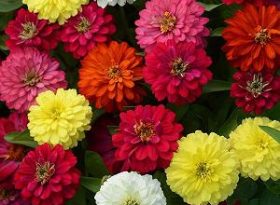 Zinnia