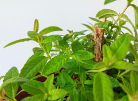 Lemon Verbena
