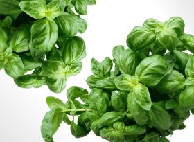 Basil