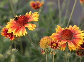 Gaillardia