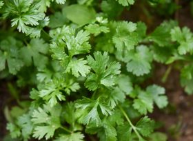 Parsley
