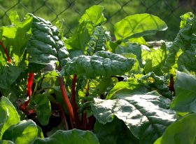 Chard