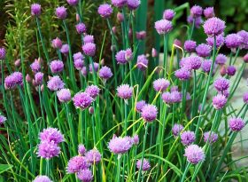 Chives