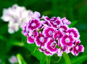 Dianthus