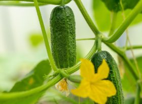 Cucumber