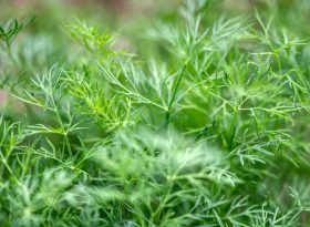 Dill