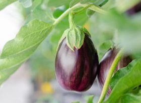 Eggplant