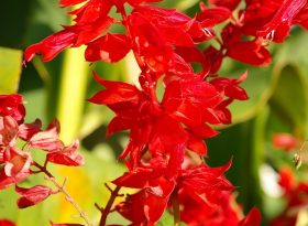 Salvia