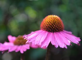 Echinacea