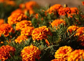 Marigold