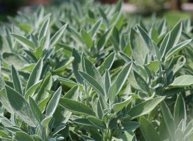 Sage