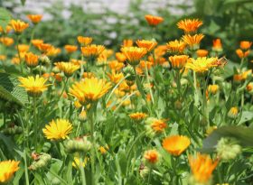 Calendula