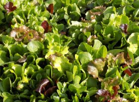 Lettuce