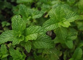 Mint