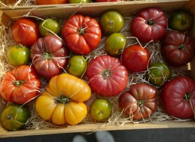 Tomato