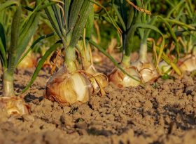 Onion