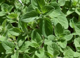 Oregano